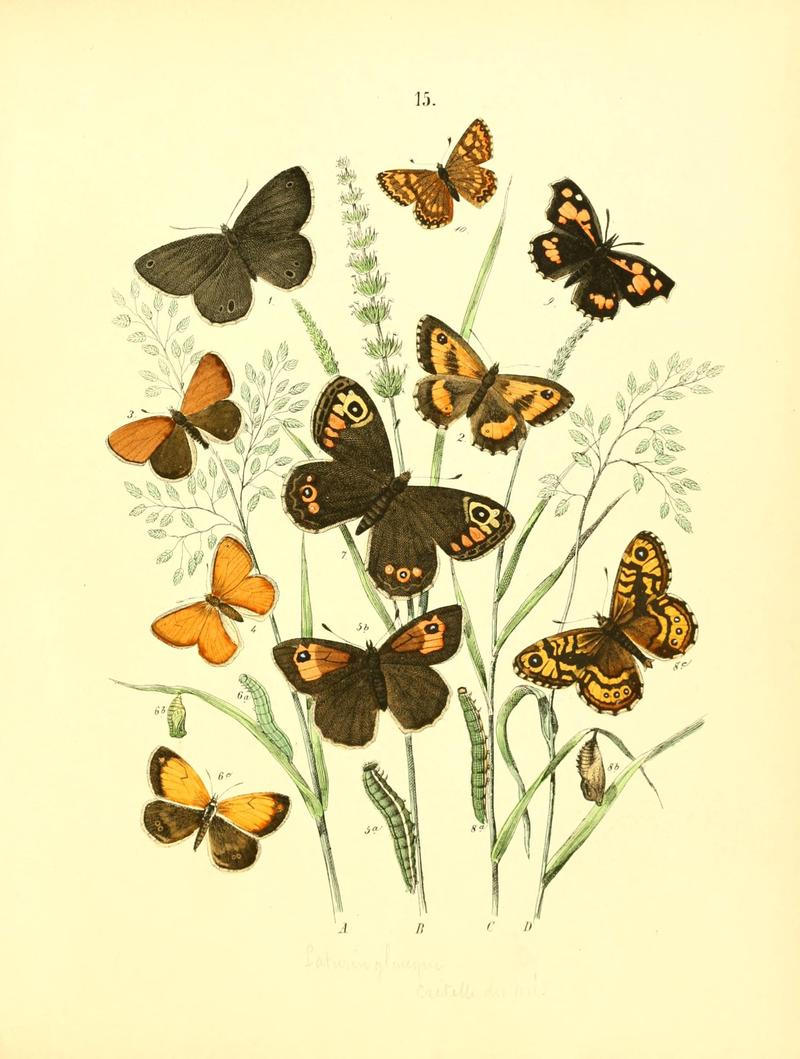 Musée entomologique illustré (8268820151)