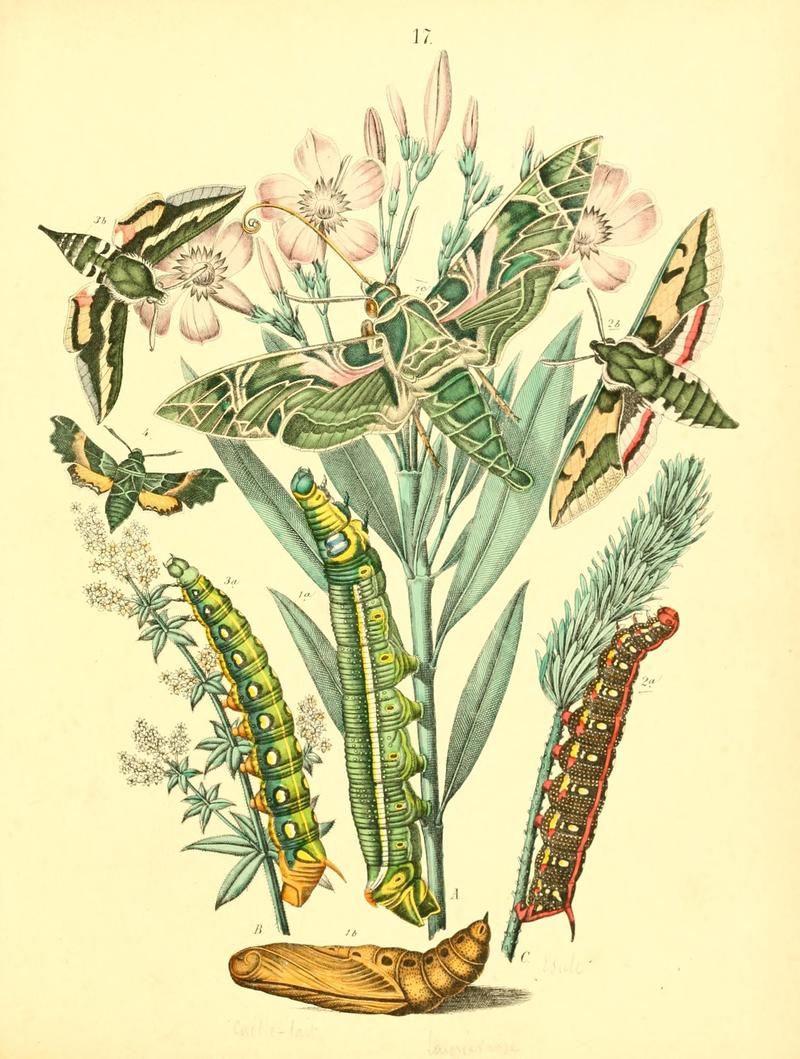 Musée entomologique illustré (8268820949)