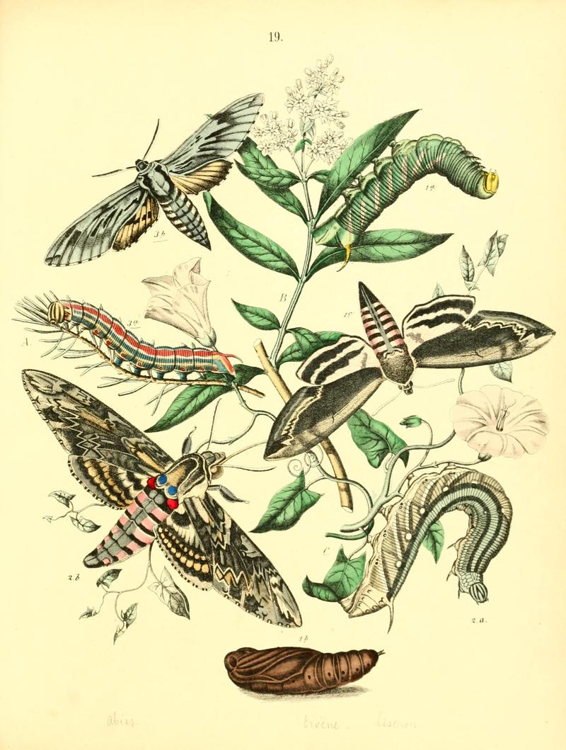 Musée entomologique illustré (8268821847)
