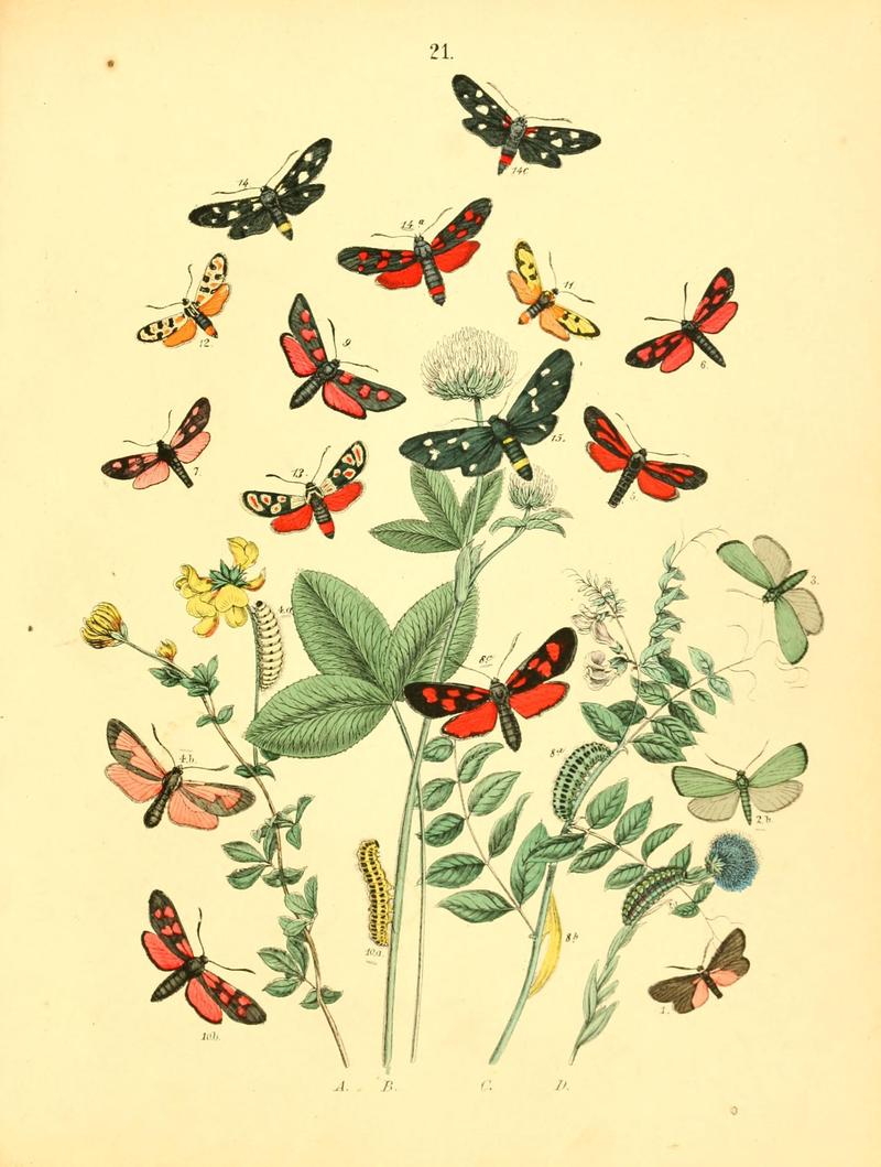 Musée entomologique illustré (8268822703)