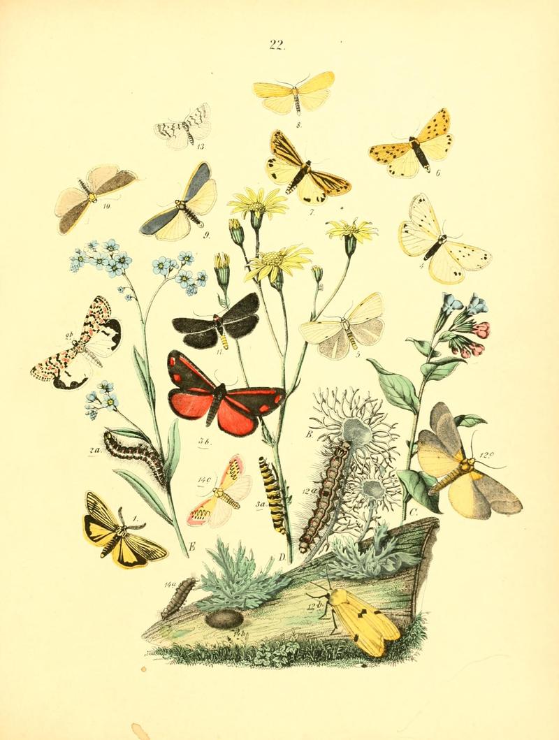 Musée entomologique illustré (8268823087)
