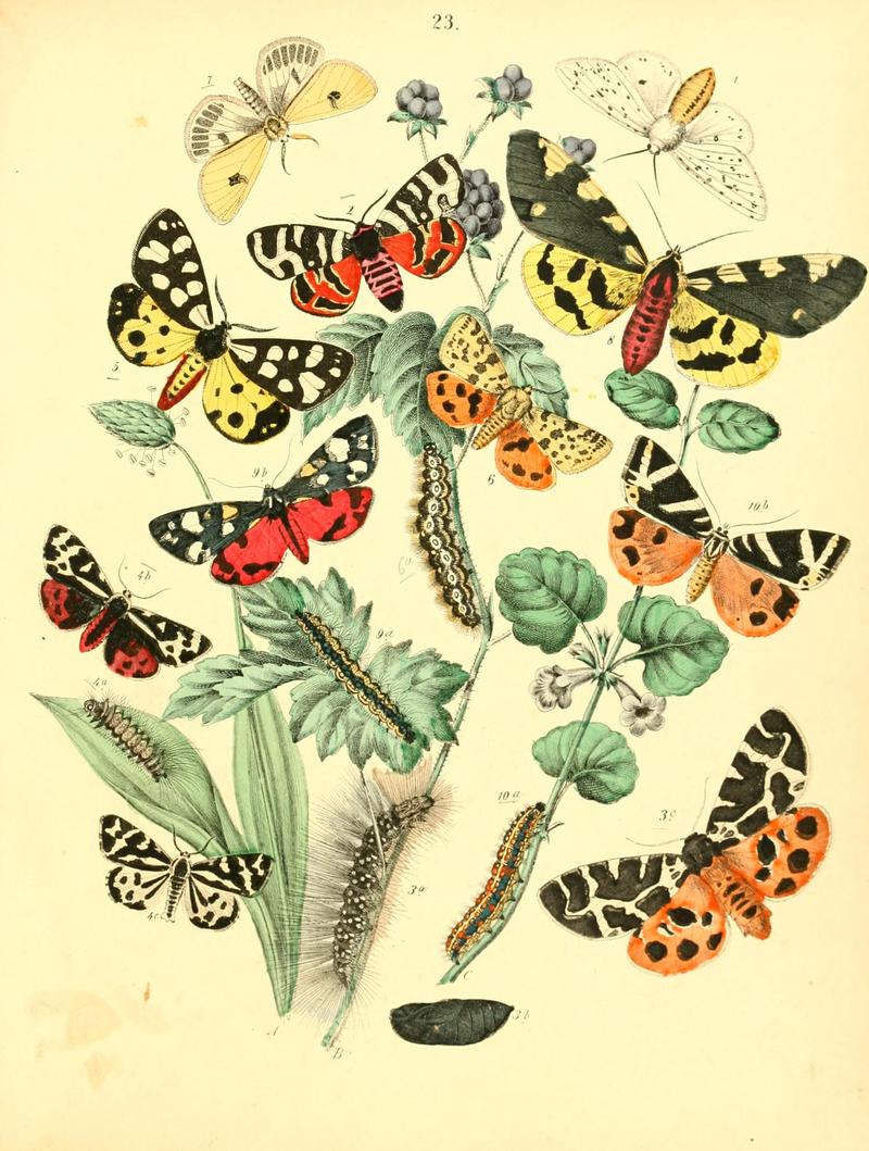Musée entomologique illustré (8268823687)