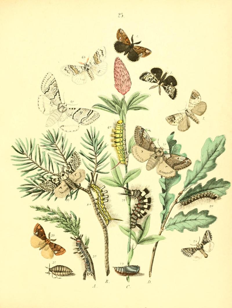 Musée entomologique illustré (8268824371)