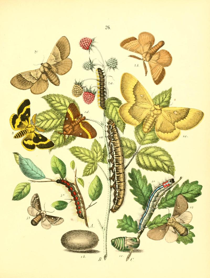 Musée entomologique illustré (8268824857)