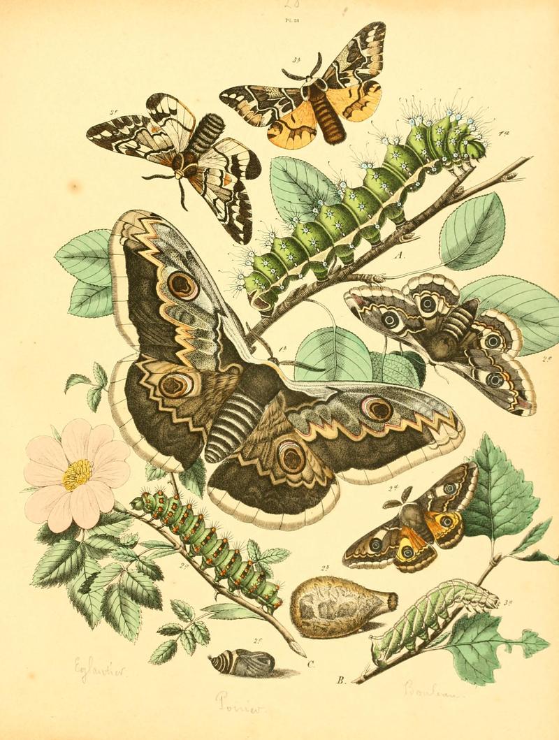 Musée entomologique illustré (8268825811)