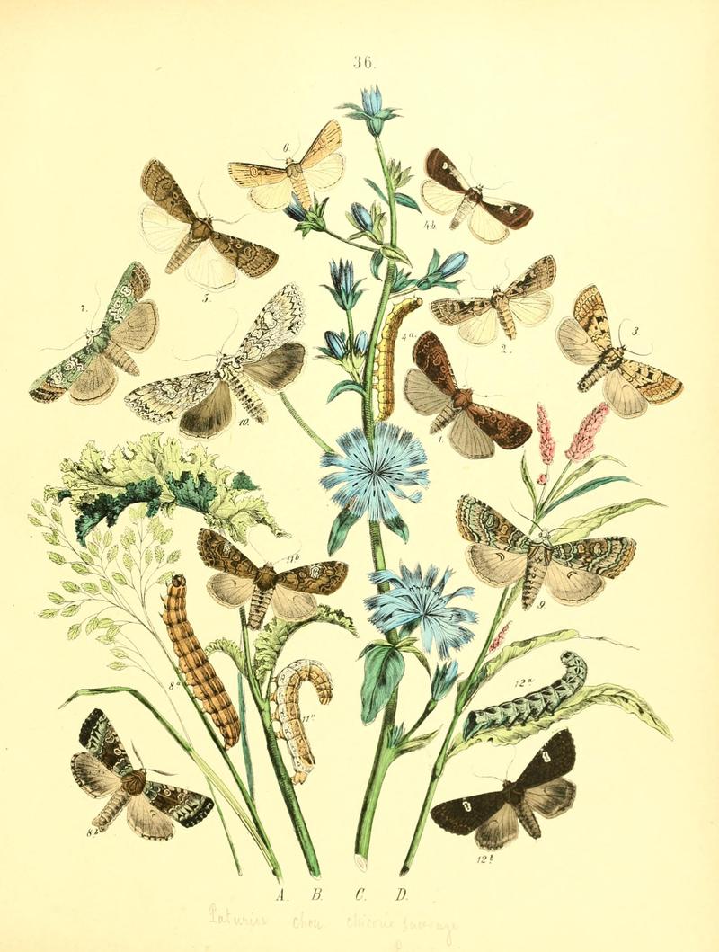 Musée entomologique illustré (8268829027)