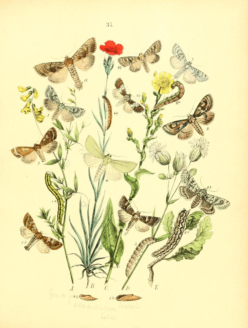 Musée entomologique illustré (8268829567)