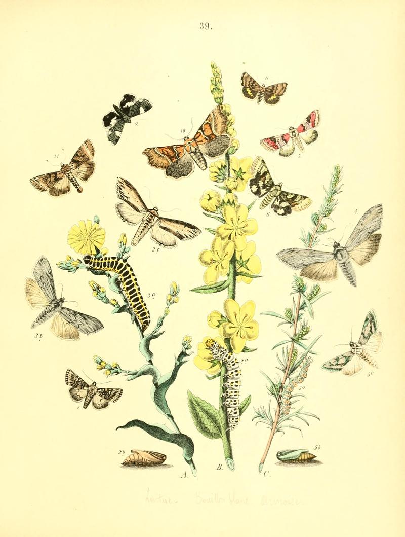 Musée entomologique illustré (8268830479)