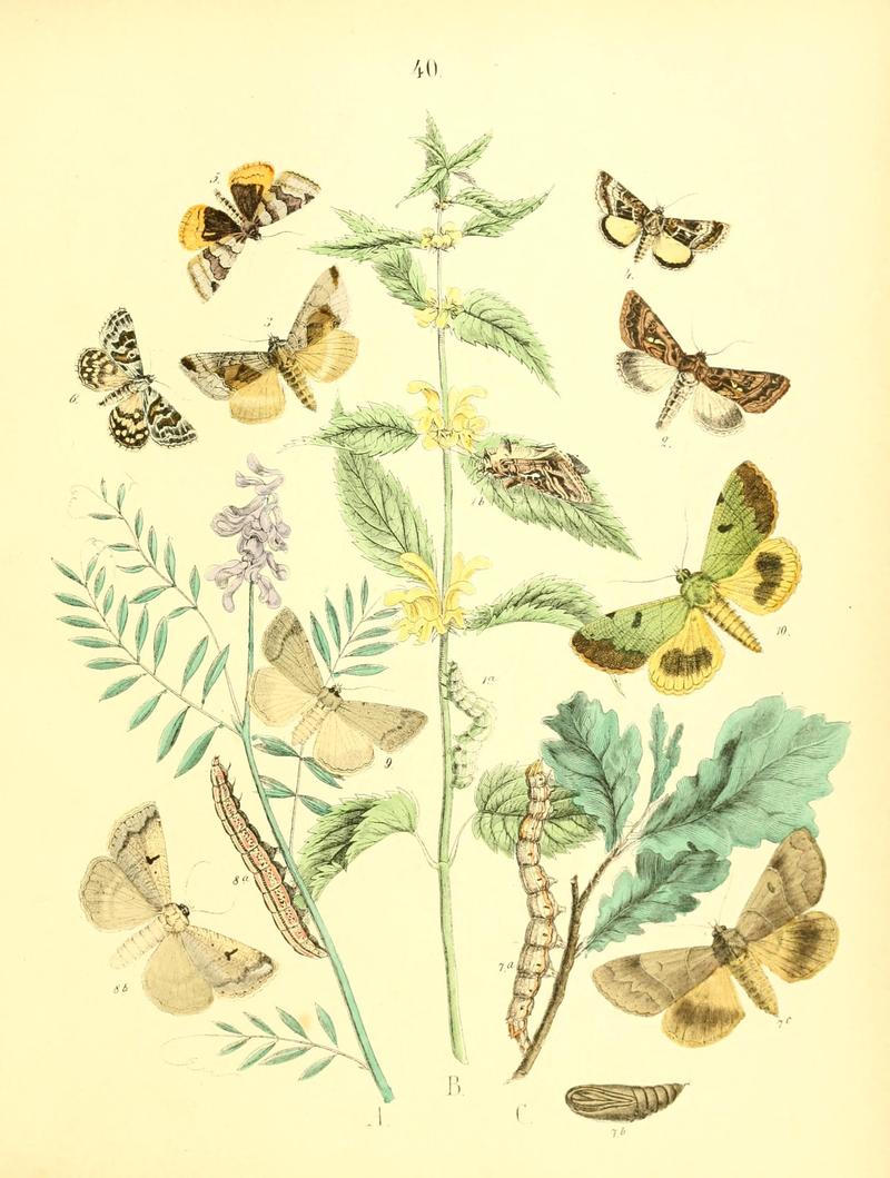 Musée entomologique illustré (8268830873)
