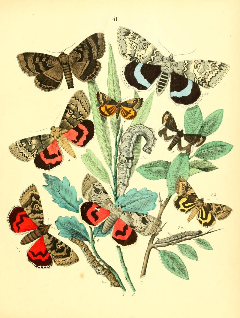 Musée entomologique illustré (8268831227)