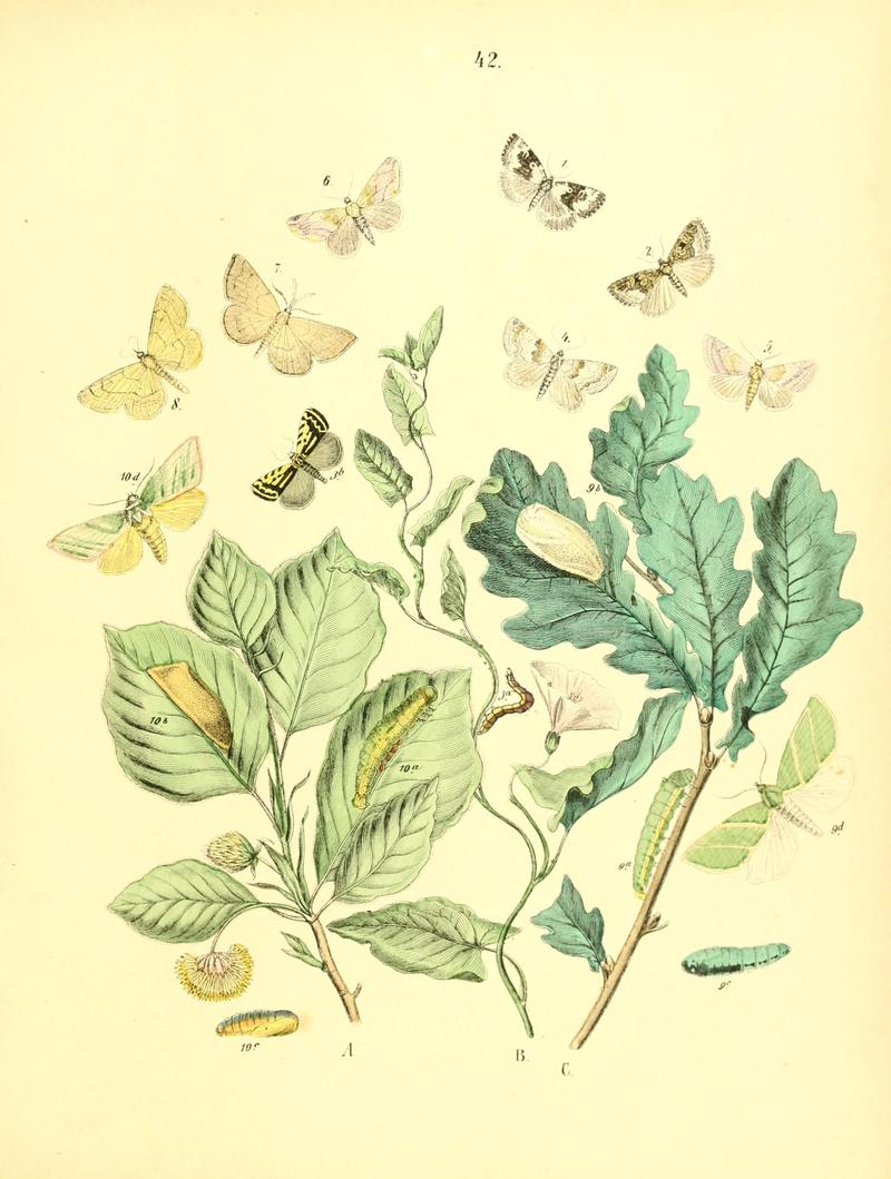 Musée entomologique illustré (8268831743)