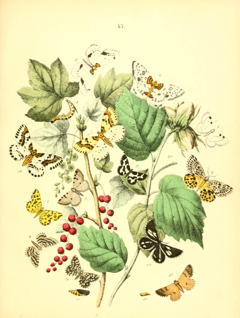 Musée entomologique illustré (8268833329)