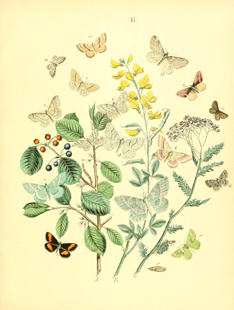 Musée entomologique illustré (8268834347)