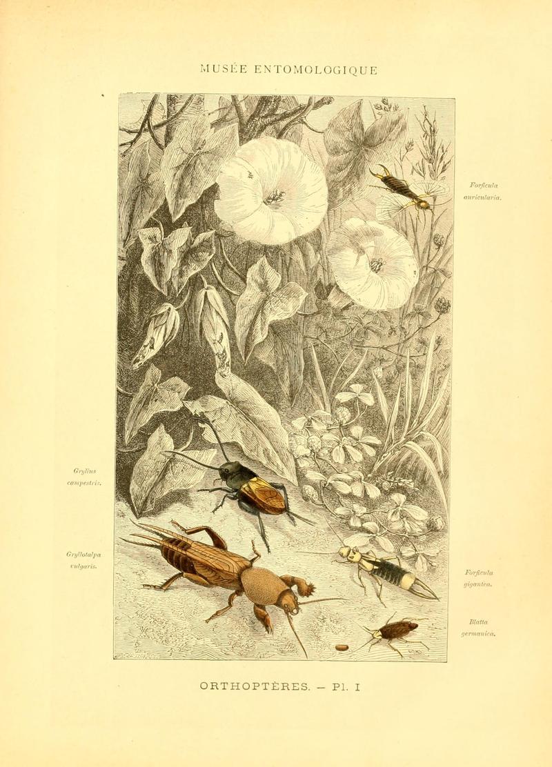 Musée entomologique illustré (8269043859)