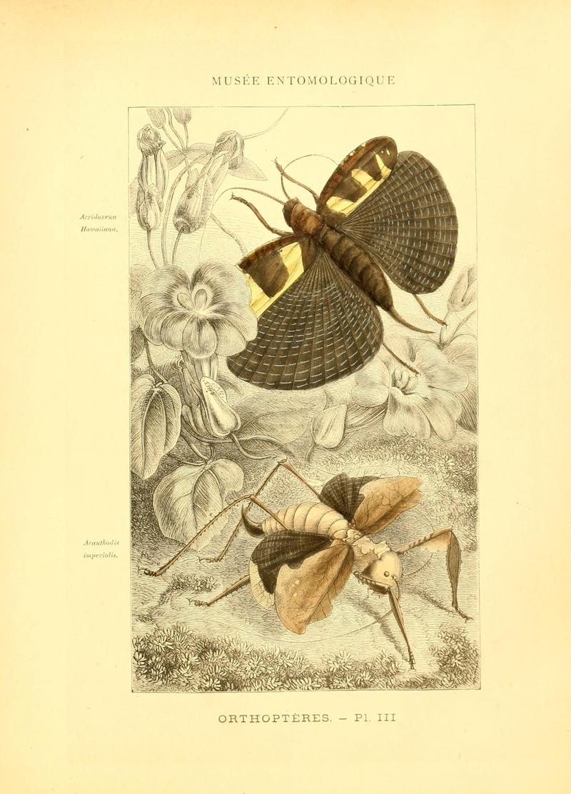 Musée entomologique illustré (8269045163)