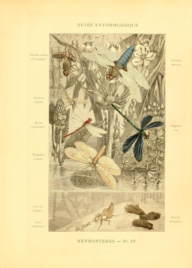 Musée entomologique illustré (8269045815)