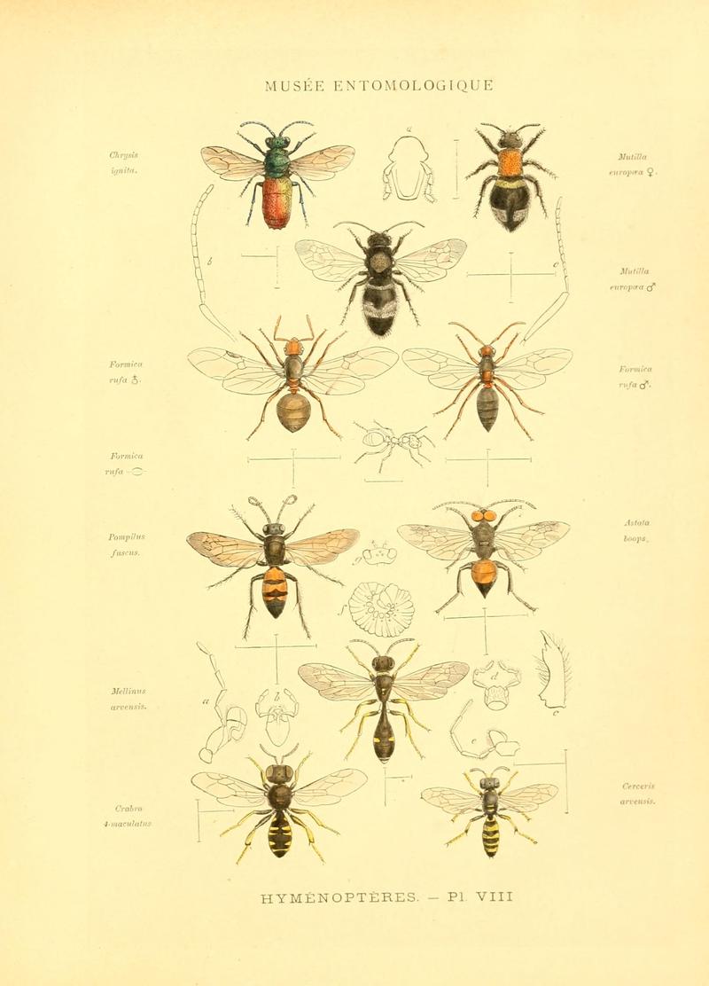 Musée entomologique illustré (8269048257)