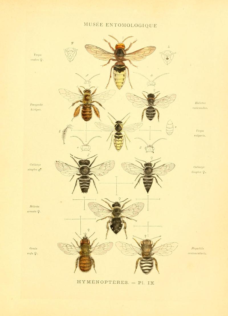 Musée entomologique illustré (8269048599)