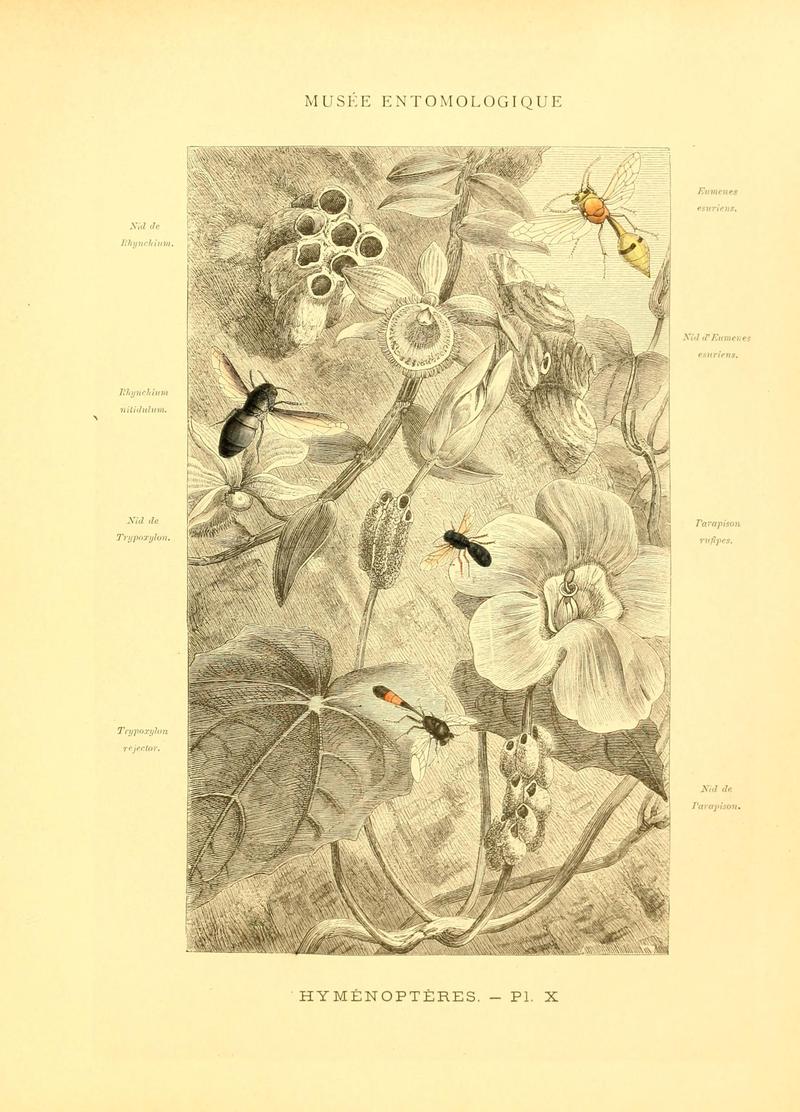 Musée entomologique illustré (8269049169)