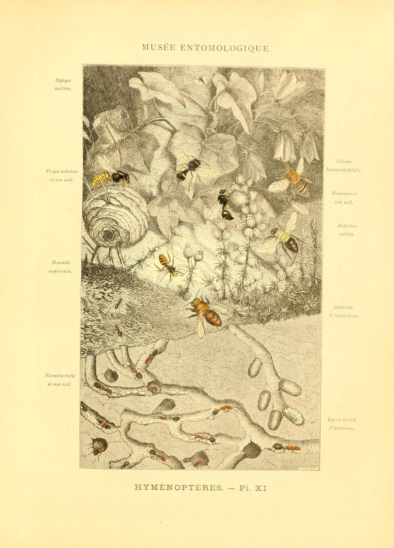 Musée entomologique illustré (8269049657)