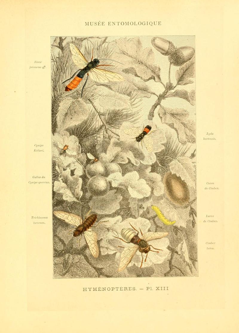 Musée entomologique illustré (8269050683)