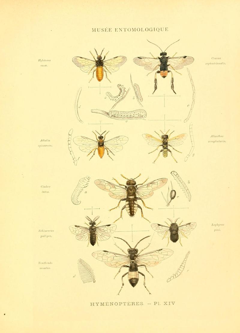 Musée entomologique illustré (8269051053)