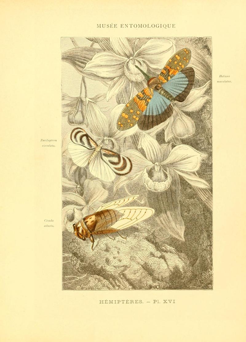 Musée entomologique illustré (8269052325)