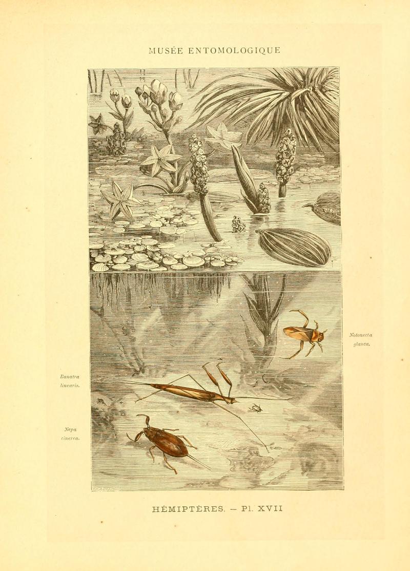 Musée entomologique illustré (8269052983)