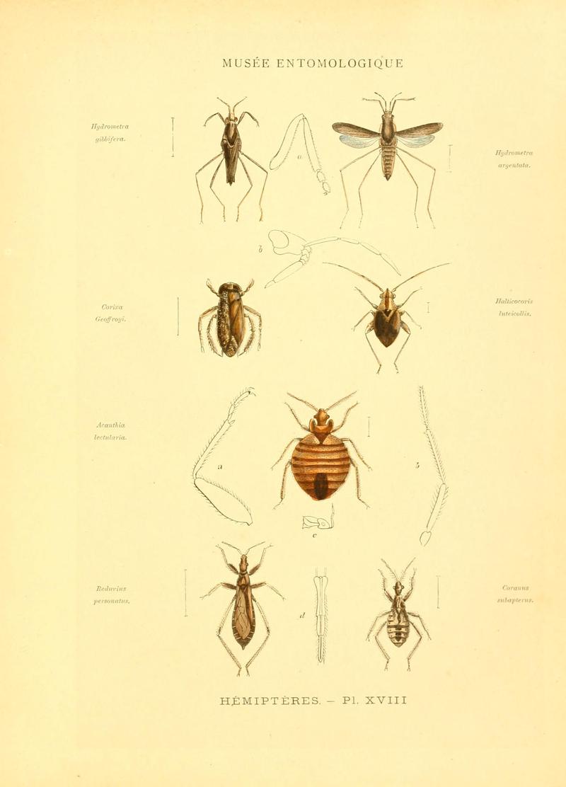 Musée entomologique illustré (8269053325)