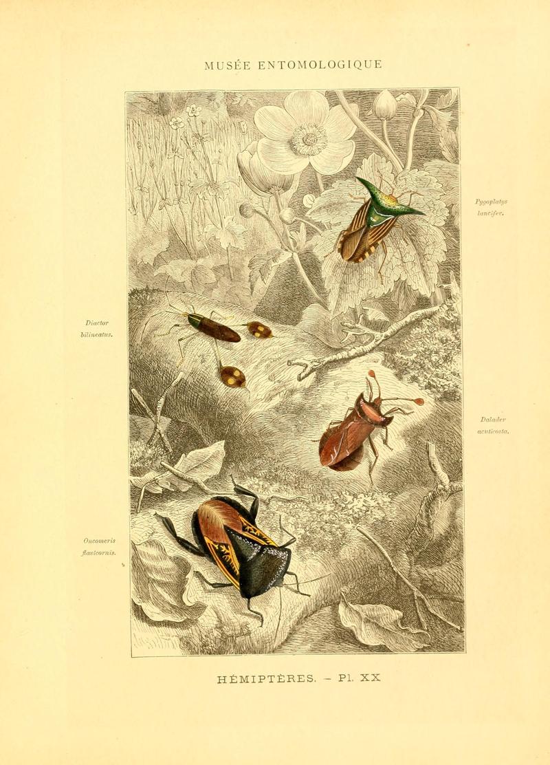 Musée entomologique illustré (8269054103)