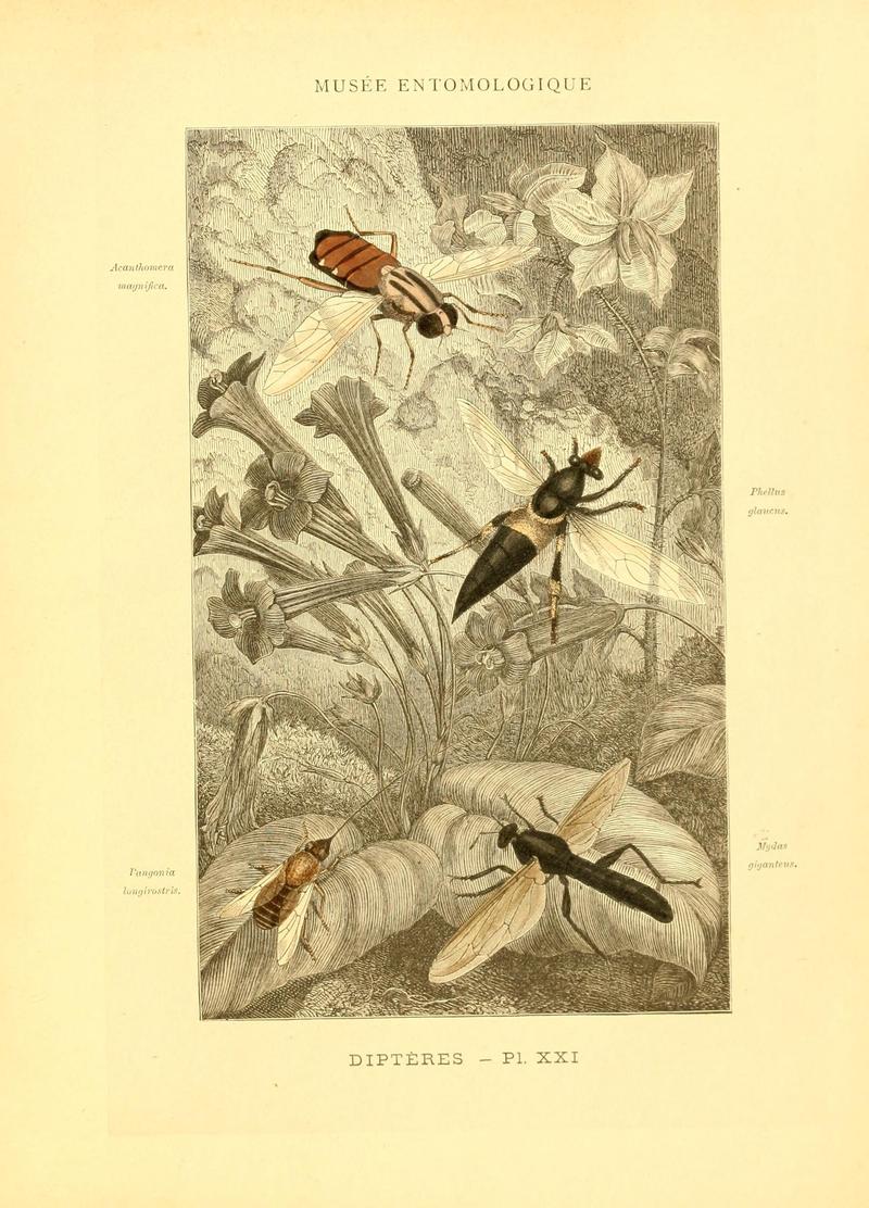 Musée entomologique illustré (8269054603)