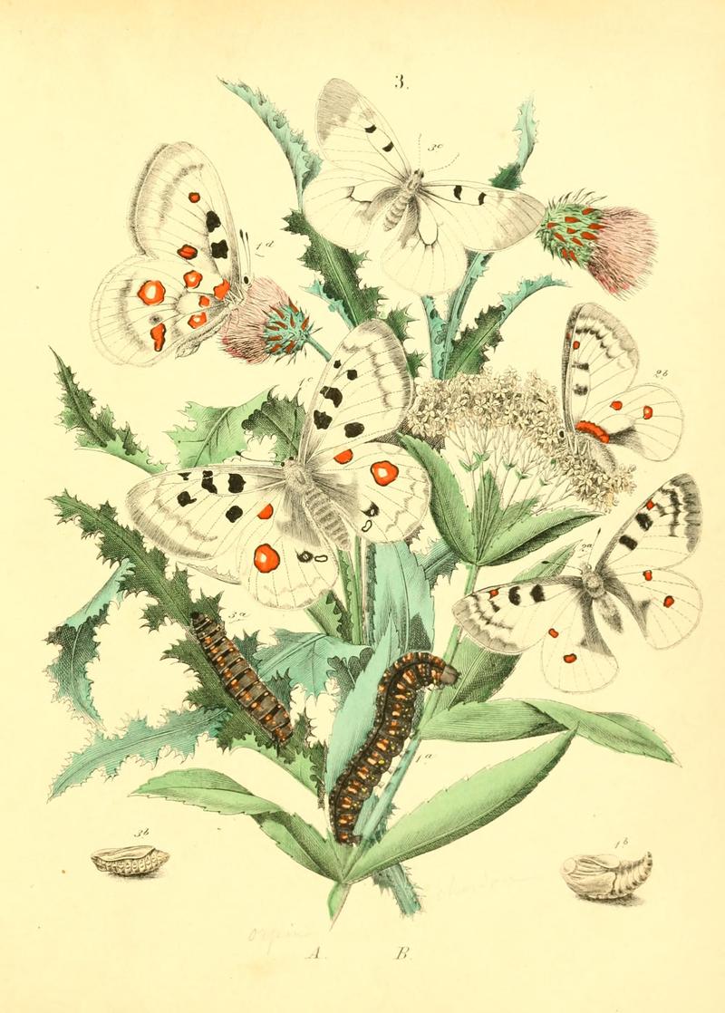 Musée entomologique illustré (8269881136)