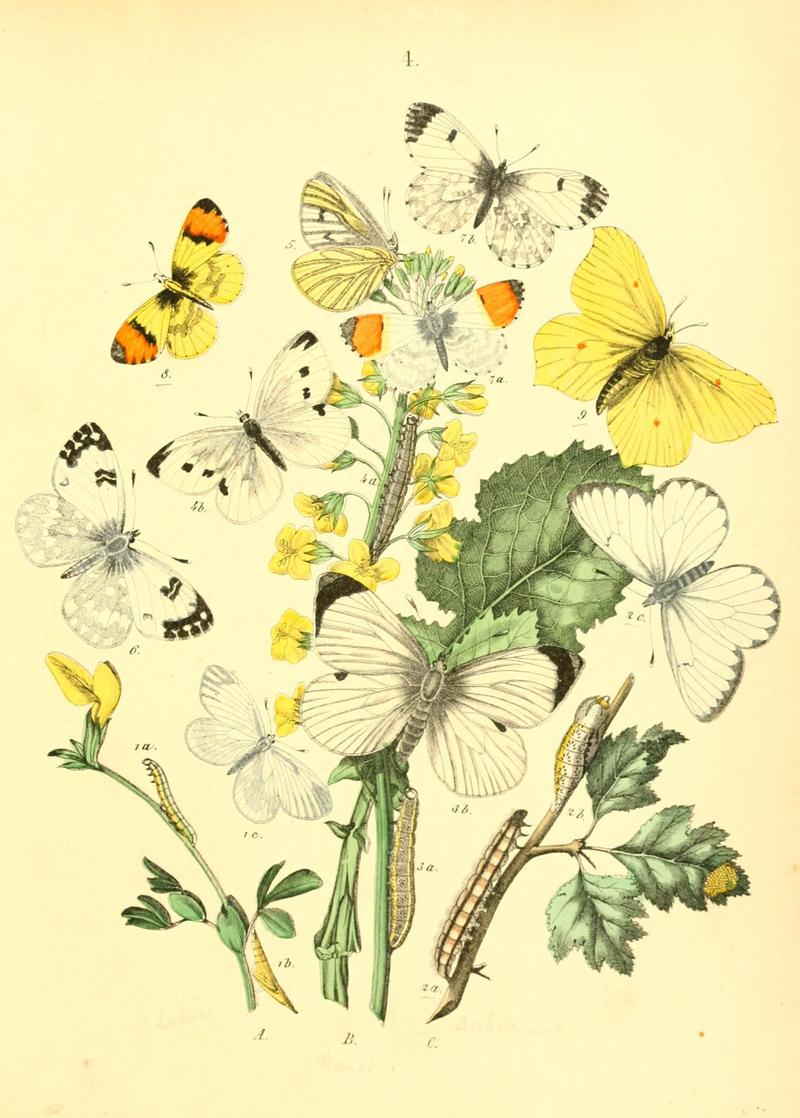 Musée entomologique illustré (8269881518)