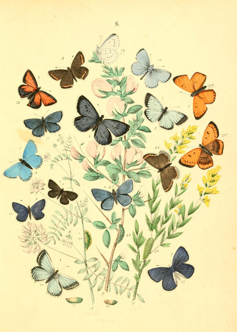 Musée entomologique illustré (8269882282)