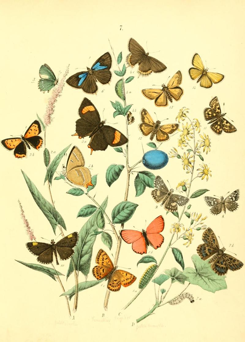 Musée entomologique illustré (8269882770)