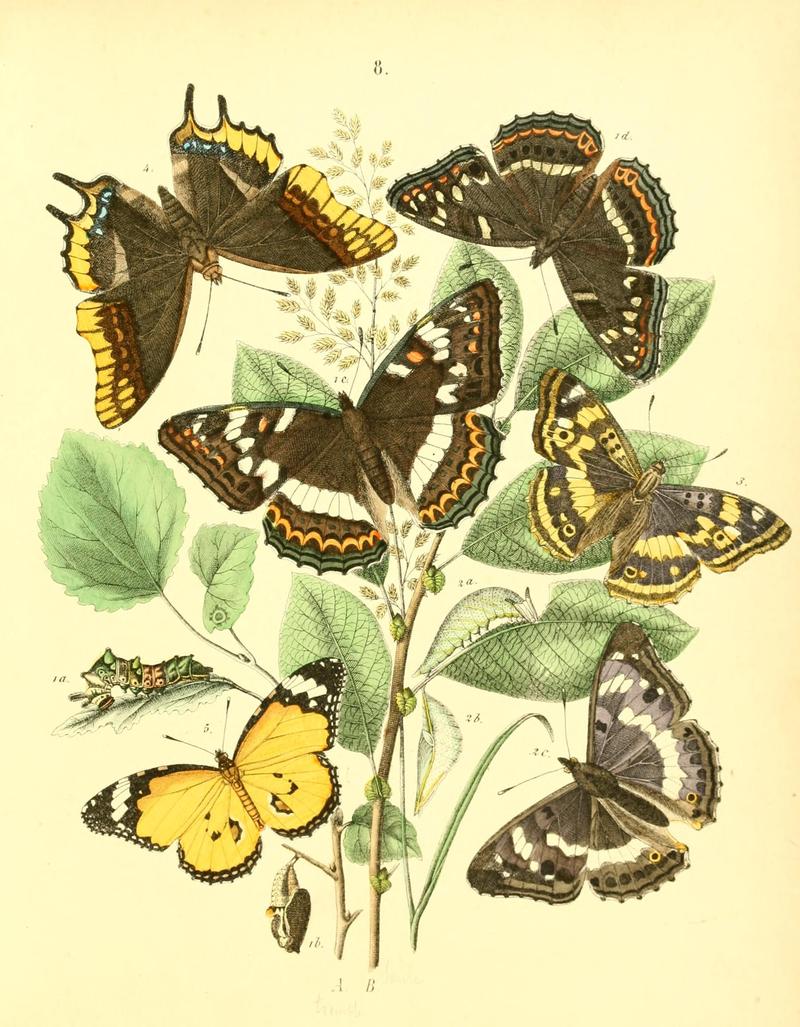 Musée entomologique illustré (8269883214)
