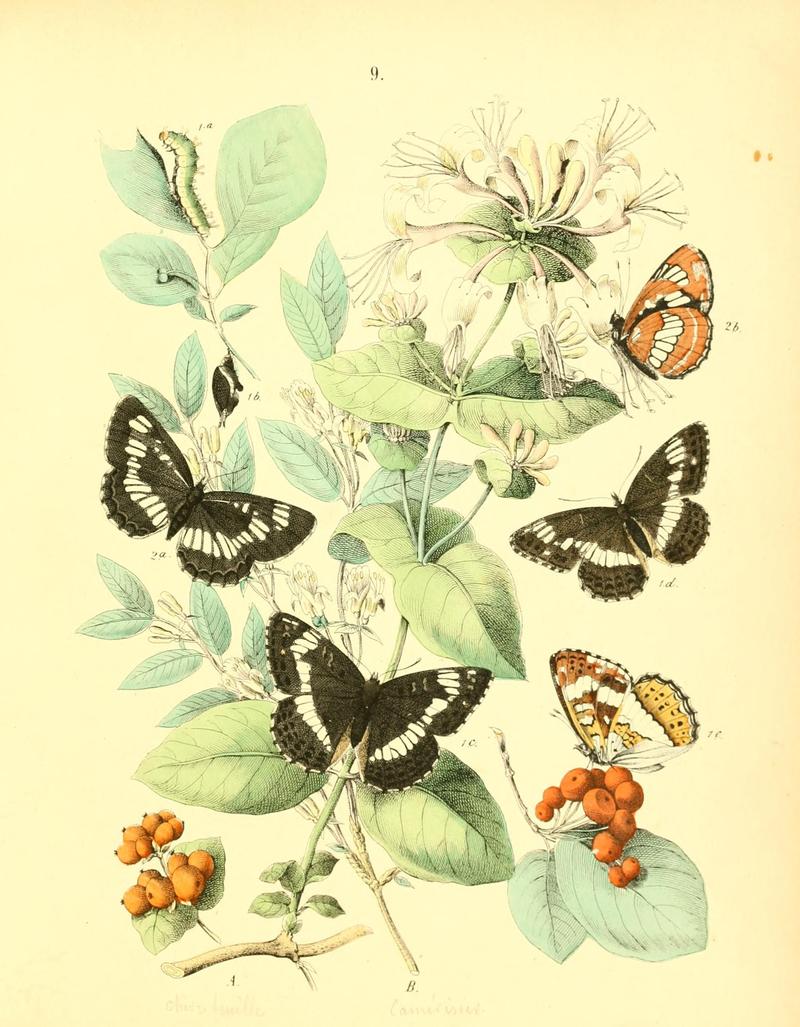 Musée entomologique illustré (8269883702)
