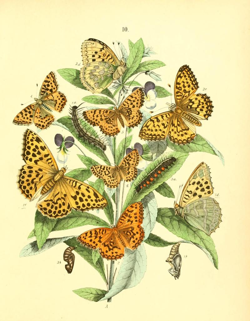 Musée entomologique illustré (8269884128)