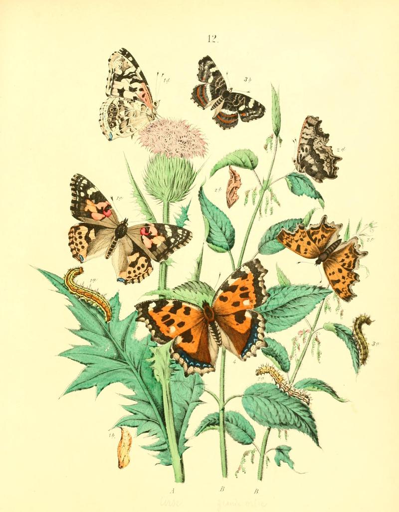 Musée entomologique illustré (8269884870)