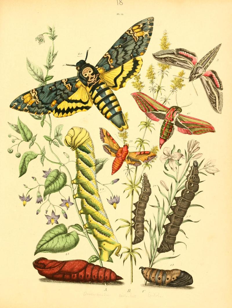 Musée entomologique illustré (8269887604)