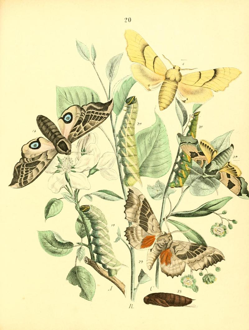 Musée entomologique illustré (8269888362)
