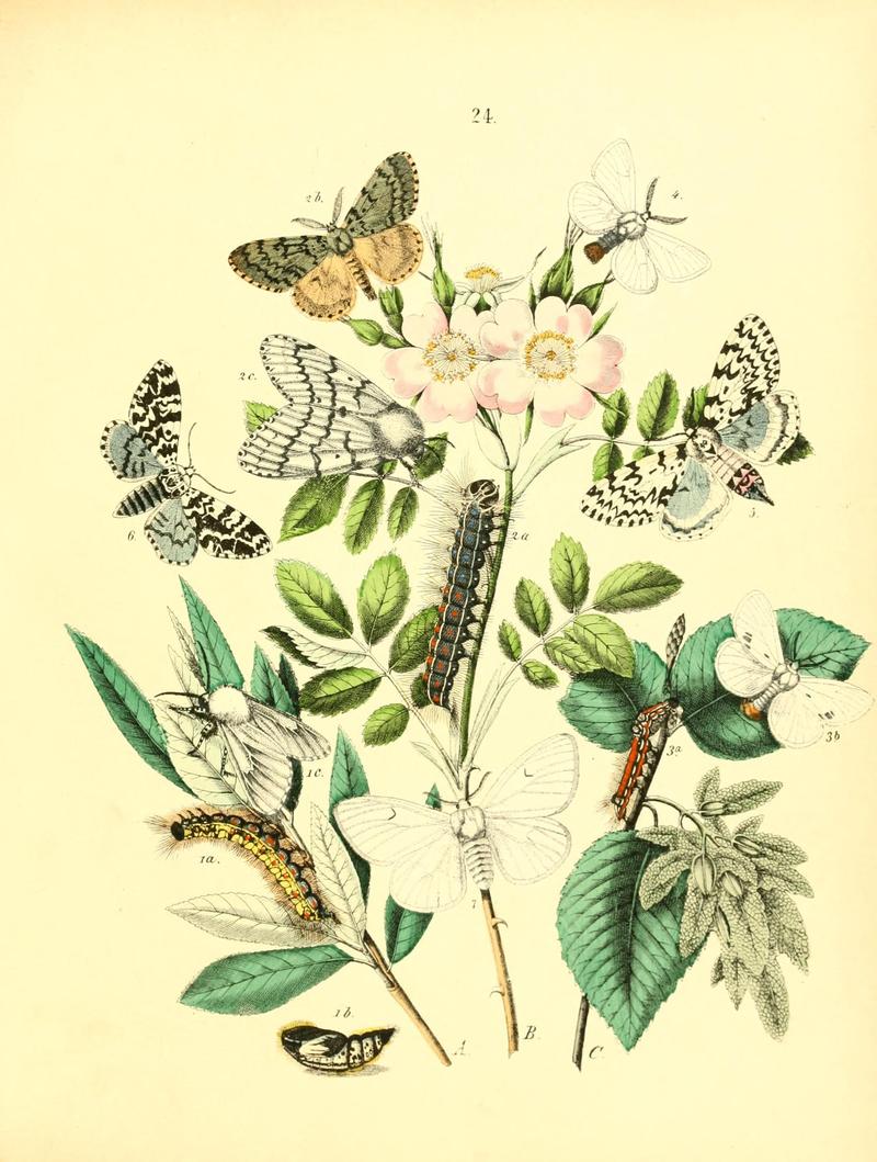 Musée entomologique illustré (8269890110)