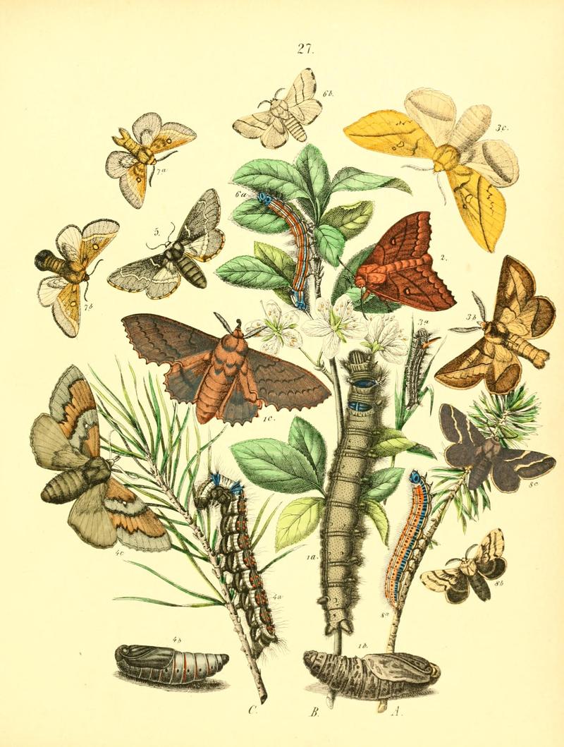 Musée entomologique illustré (8269891438)