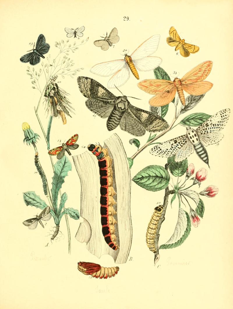 Musée entomologique illustré (8269892188)