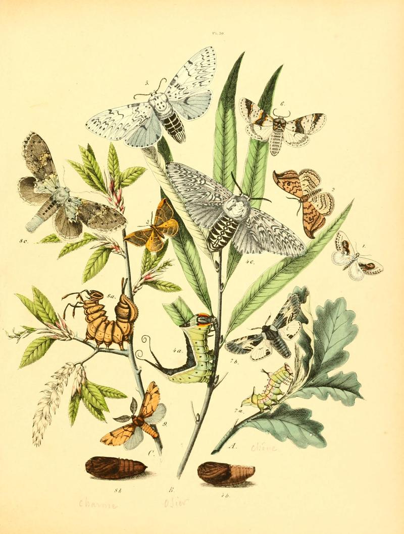 Musée entomologique illustré (8269892626)