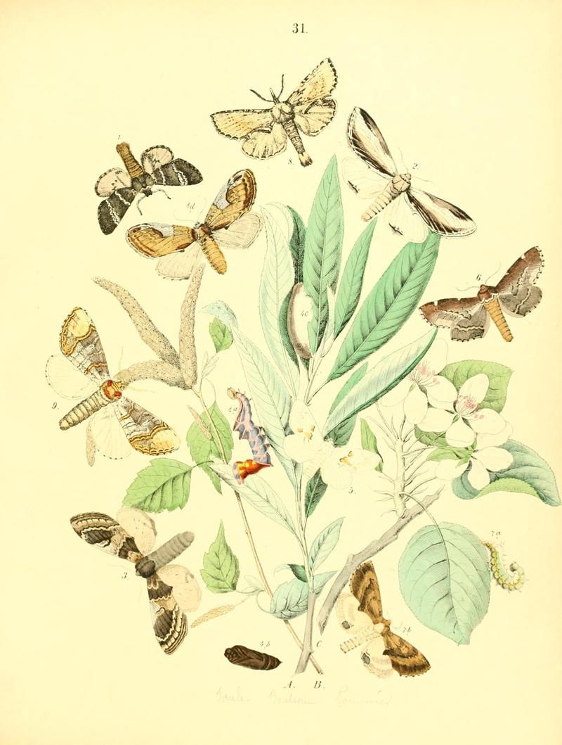 Musée entomologique illustré (8269893012)