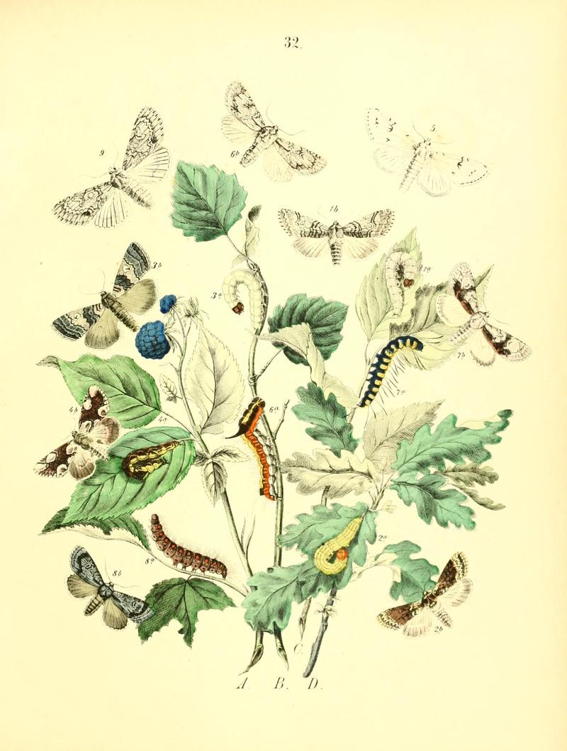 Musée entomologique illustré (8269893380)