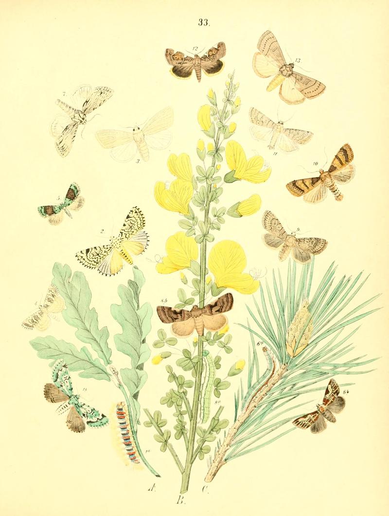Musée entomologique illustré (8269893692)