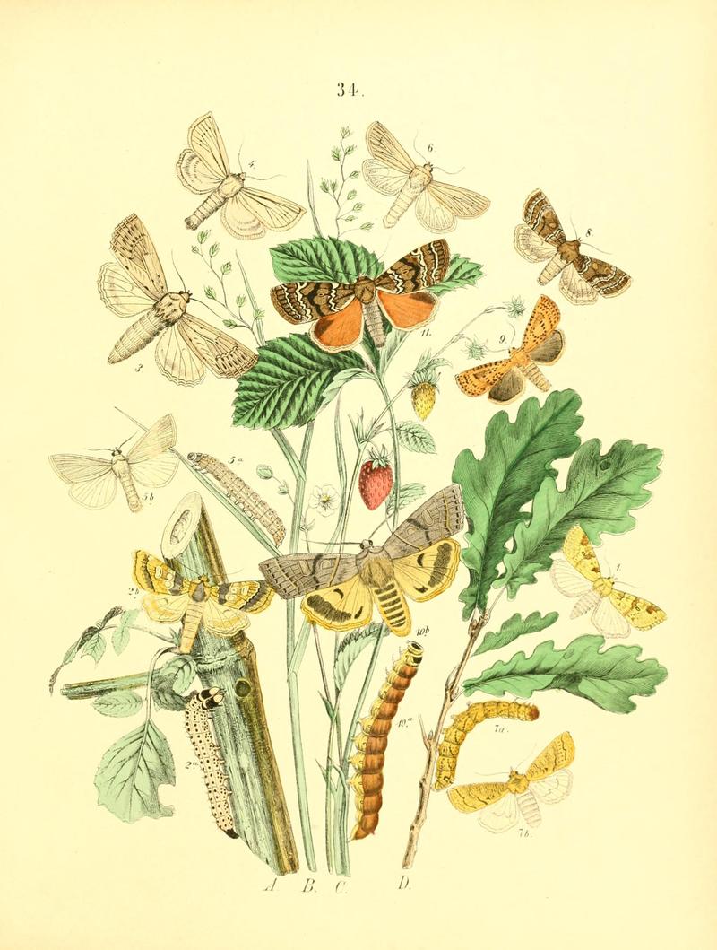 Musée entomologique illustré (8269894176)