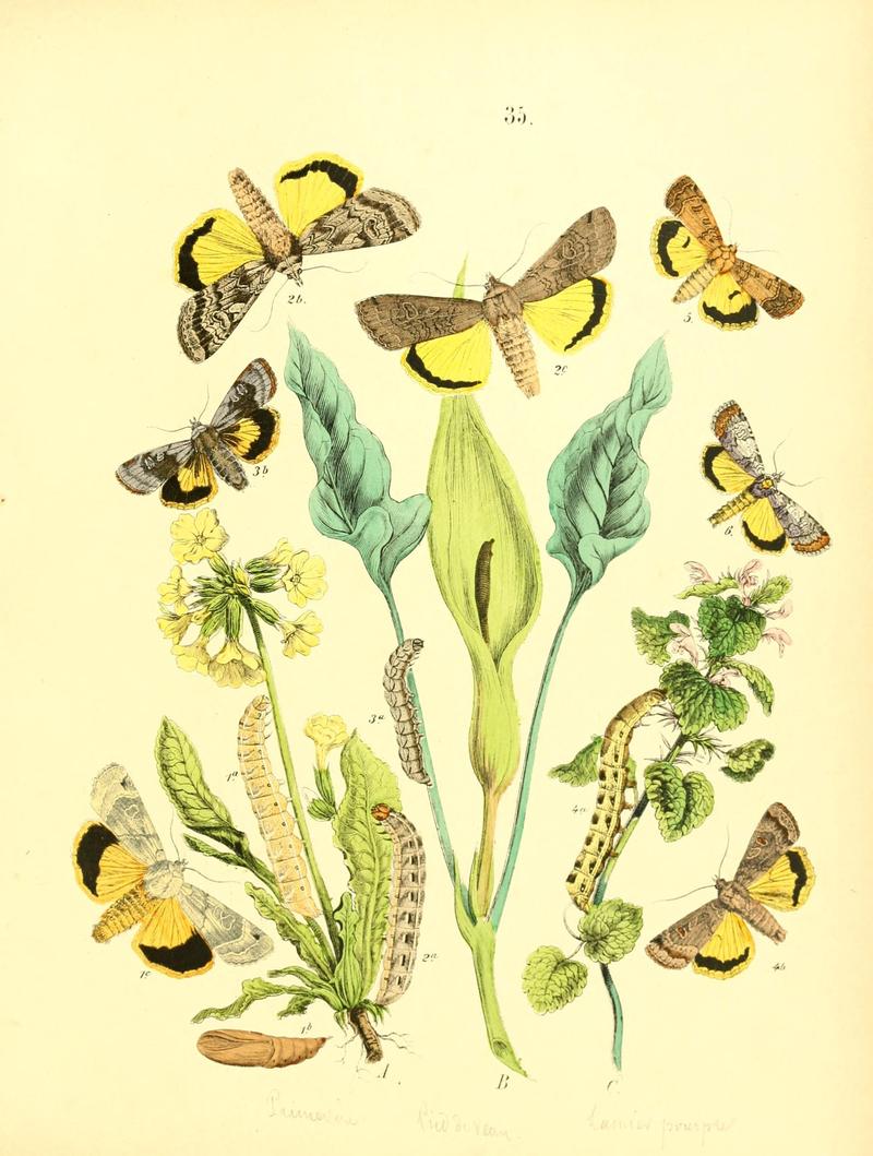 Musée entomologique illustré (8269894658)